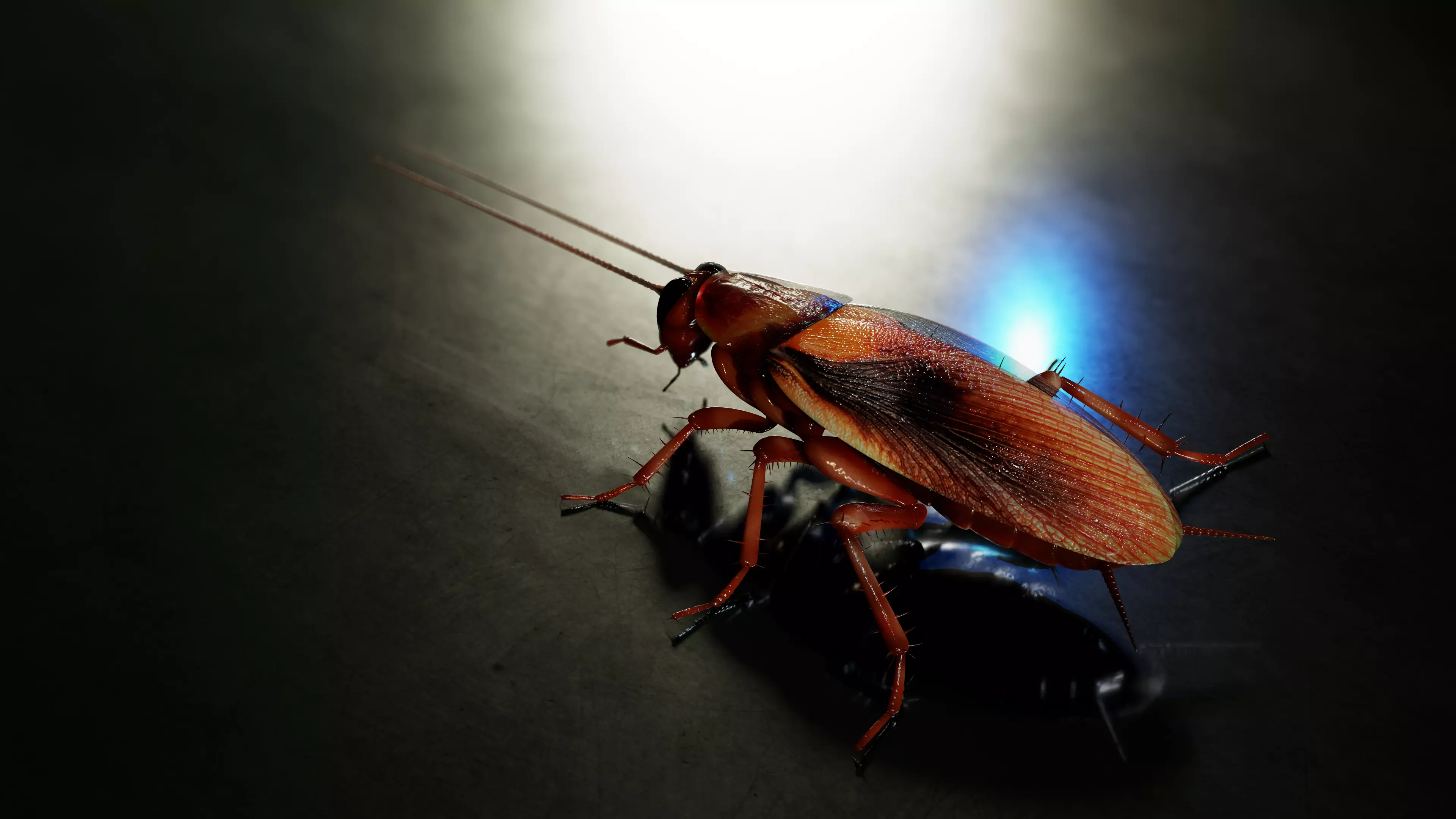 Realistic Cockroach 3D Model Rigged and PBR Textured 3D model_0
