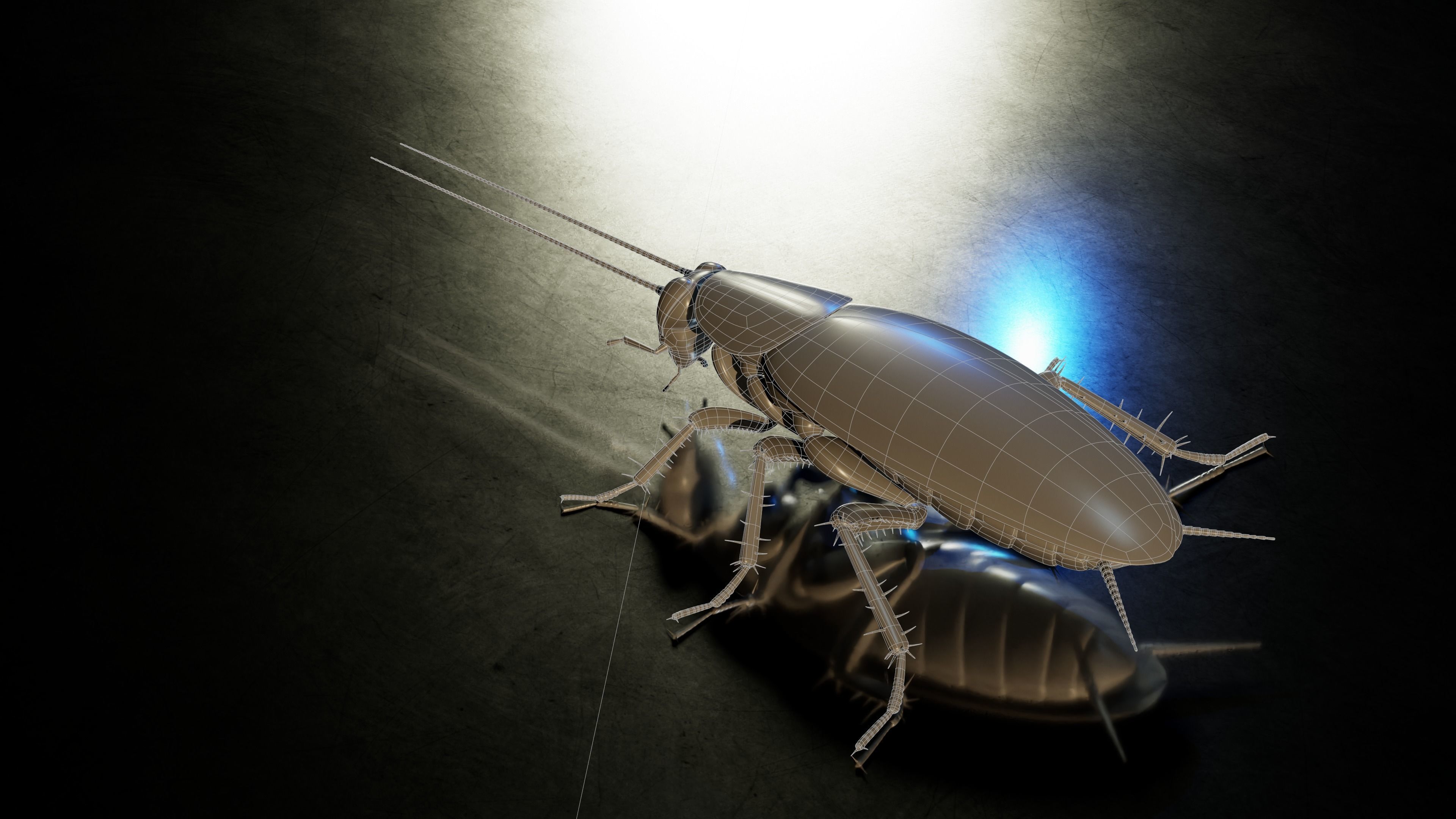 Realistic Cockroach 3D Model Rigged and PBR Textured 3D model_12