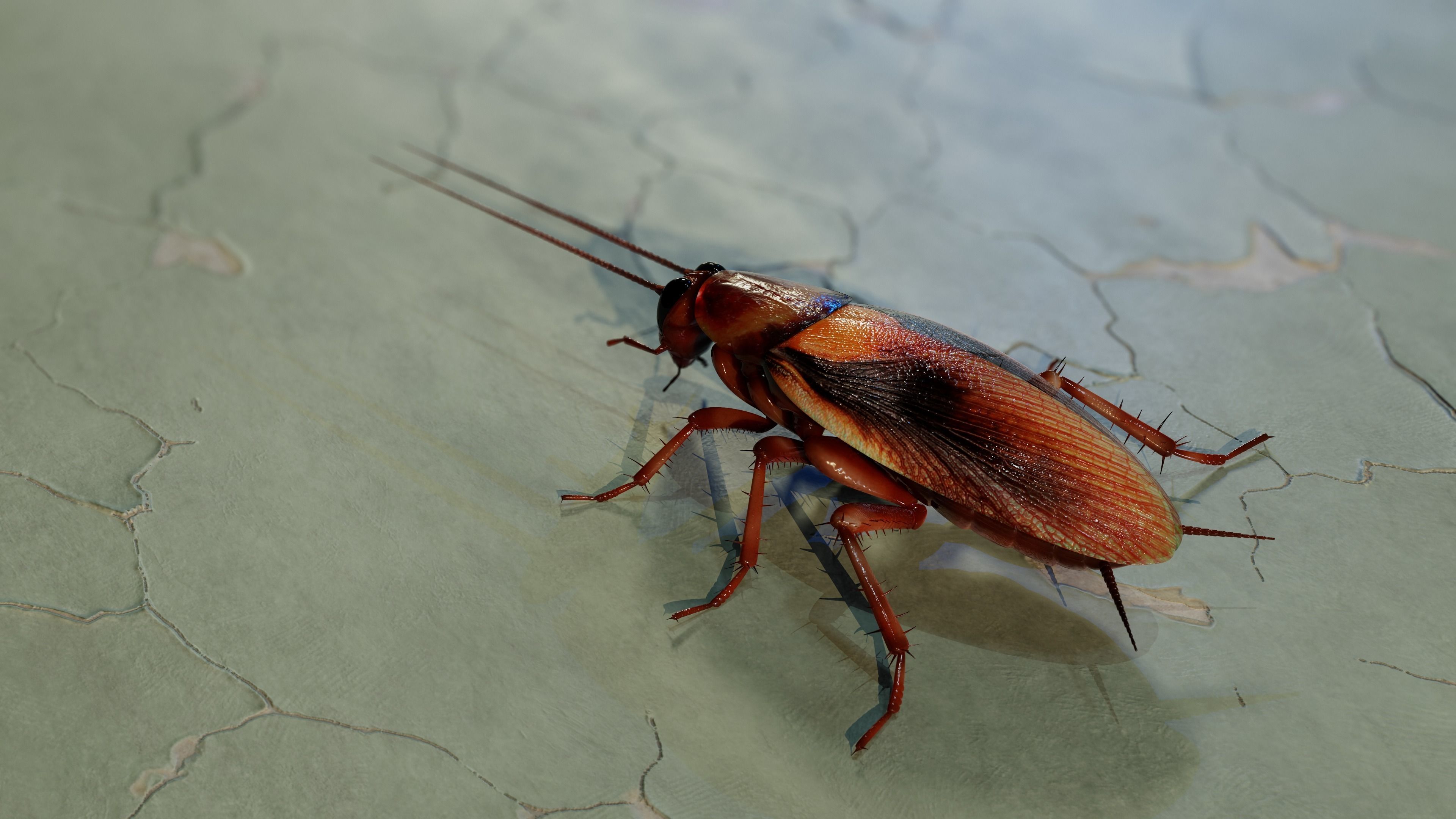 Realistic Cockroach 3D Model Rigged and PBR Textured 3D model_2