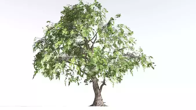 EVERYPlant Single-Leaf Pinyon Pine LowPoly 1 --16 Models-- Low-poly 3D model