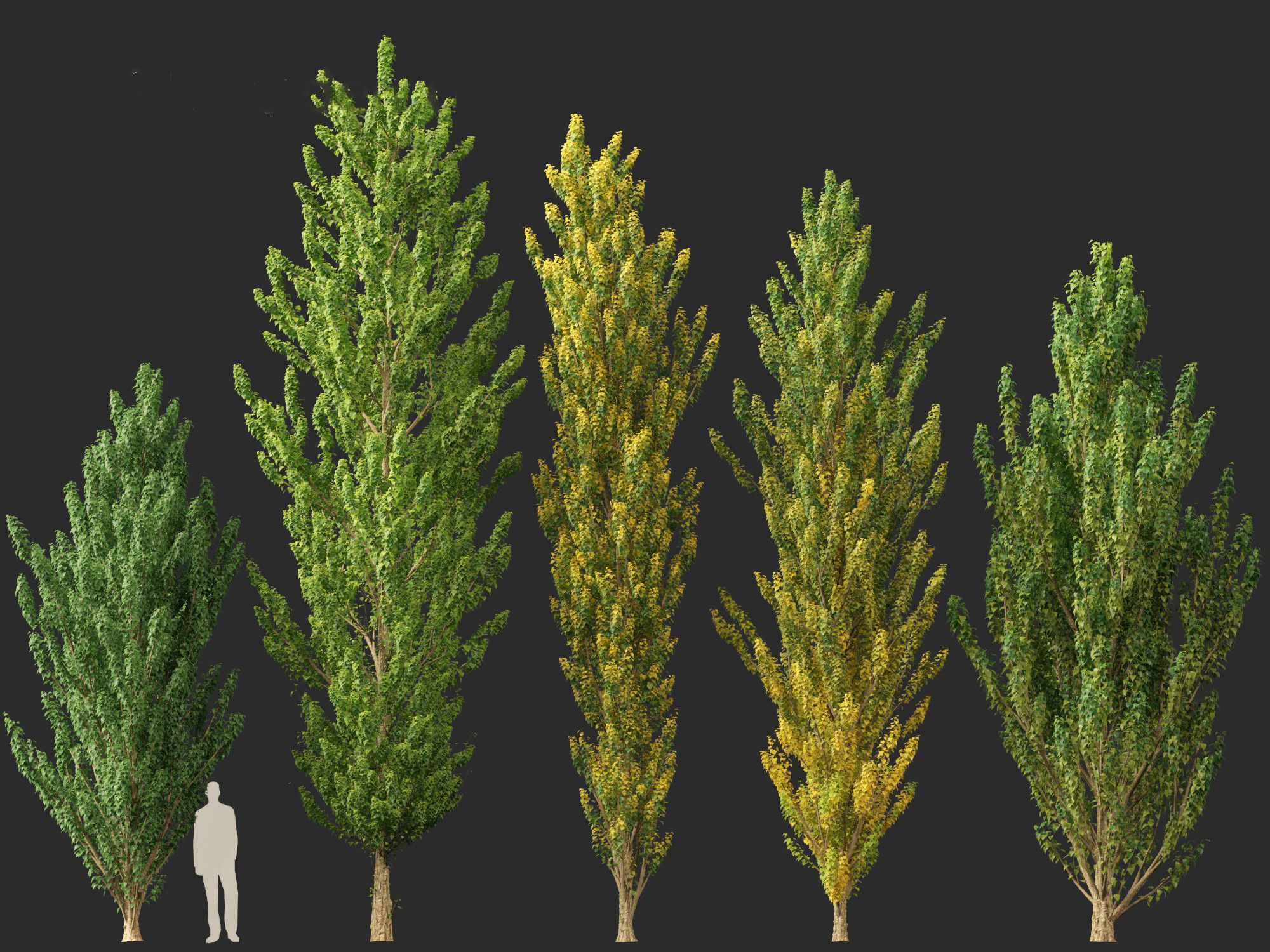 Populus nigra - Lombardy poplar 3D model_3