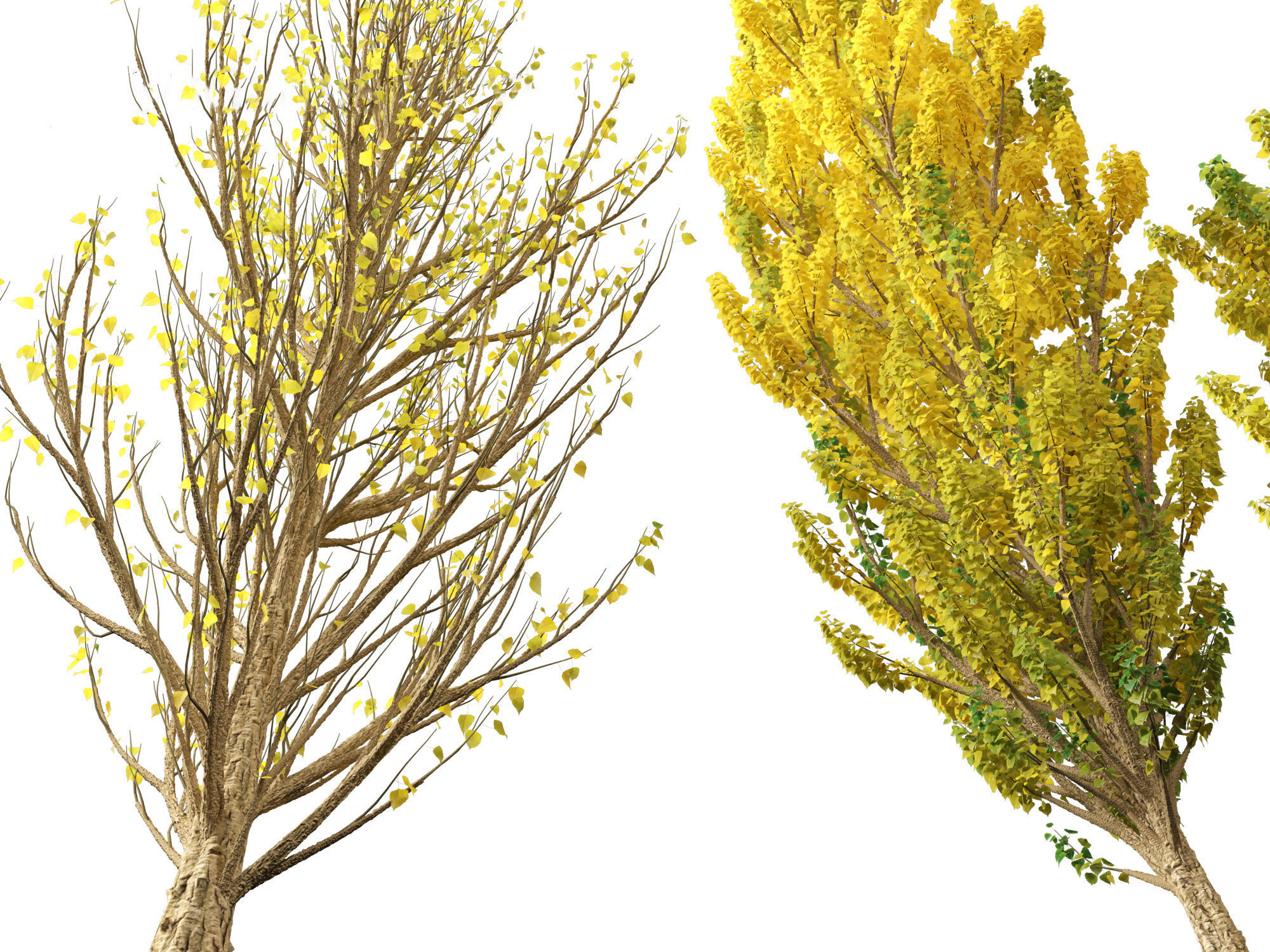 Populus nigra - Lombardy poplar 3D model_6