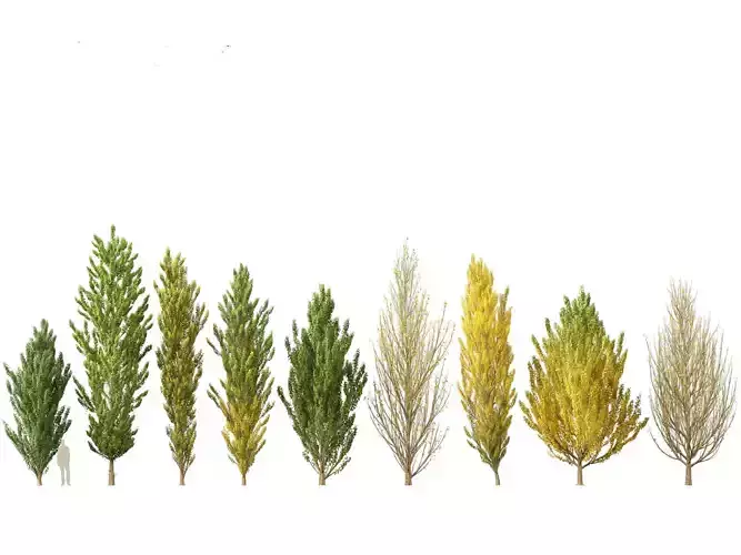 Populus nigra - Lombardy poplar