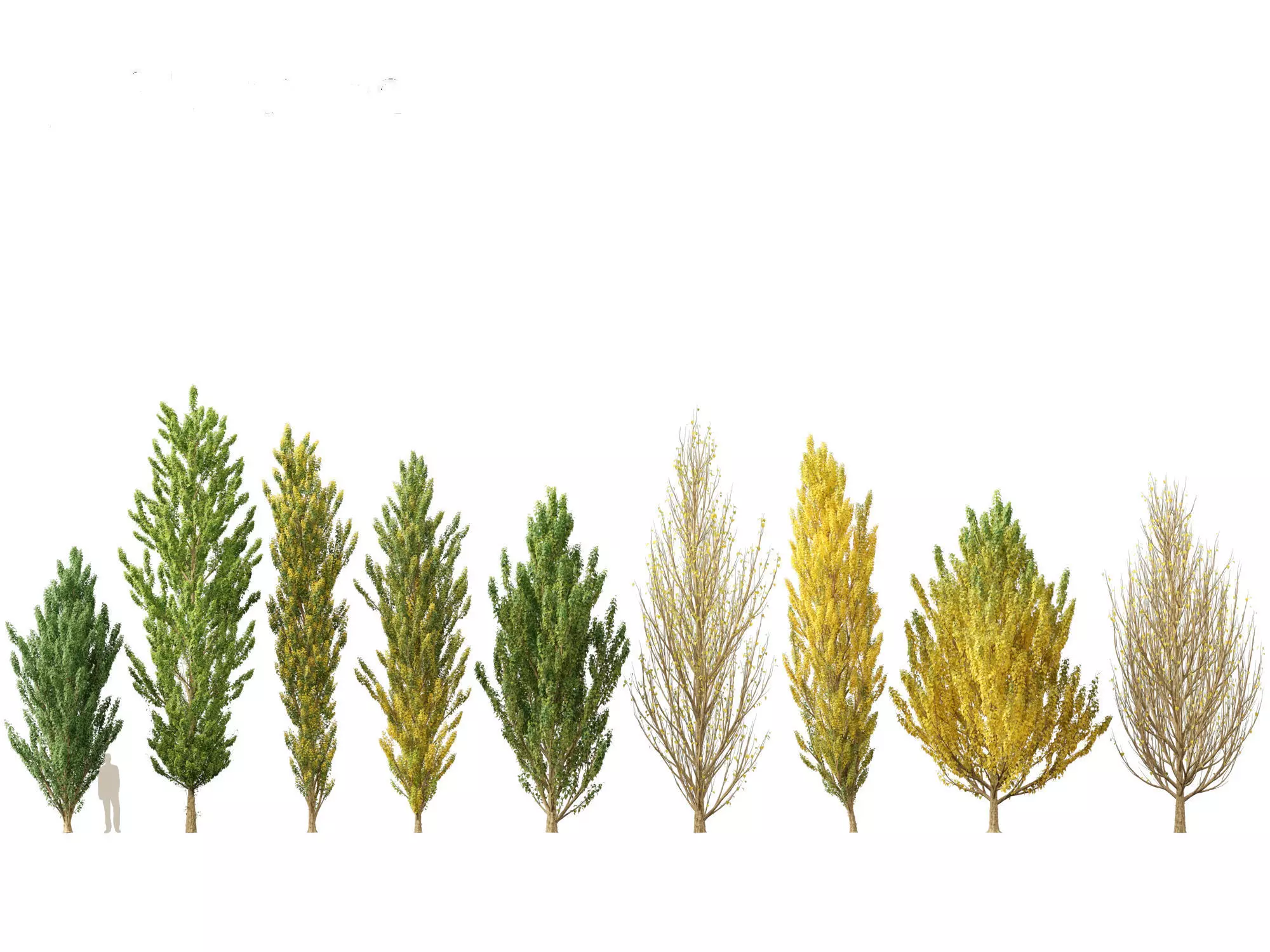 Populus nigra - Lombardy poplar 3D model_0