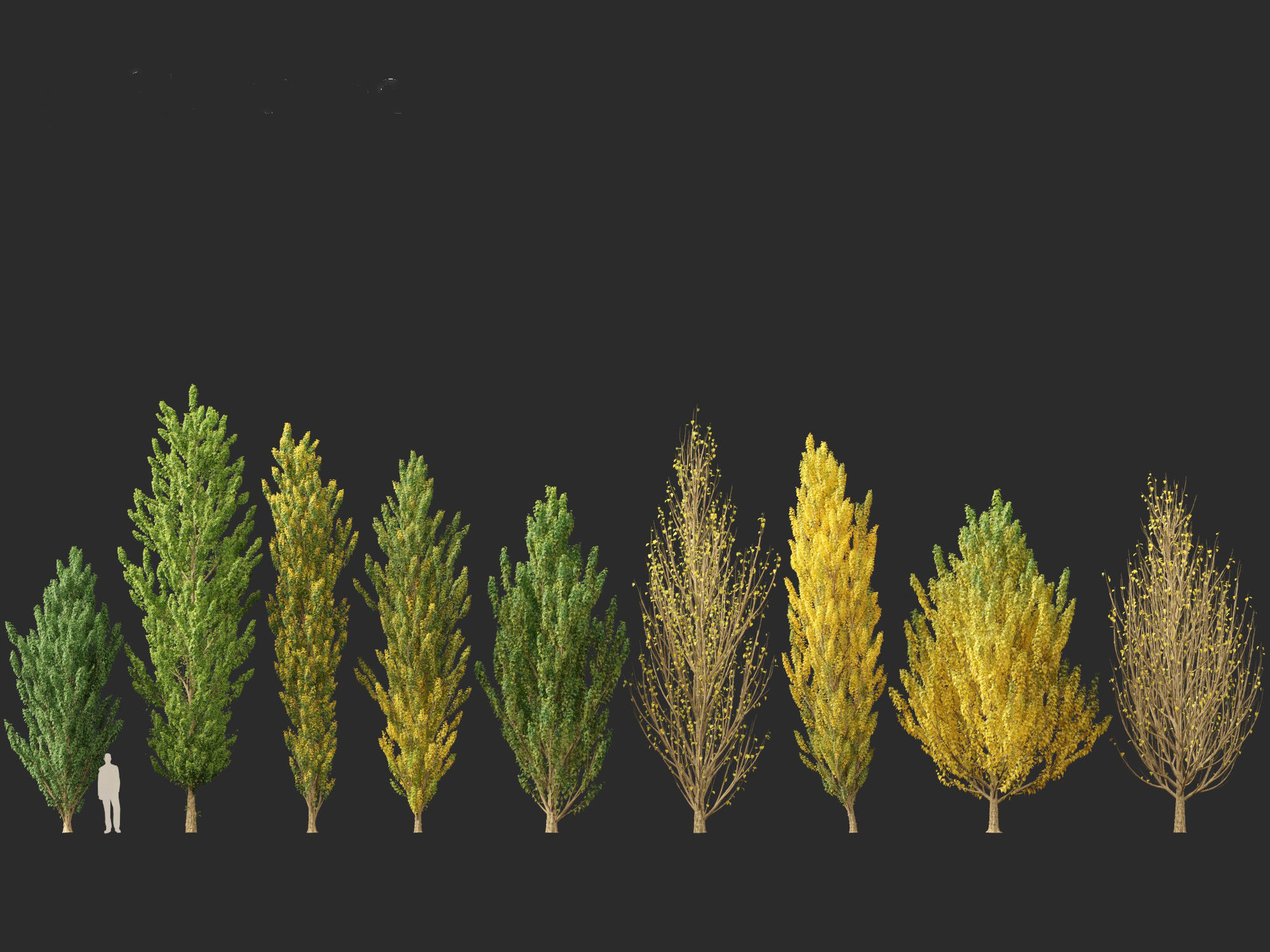 Populus nigra - Lombardy poplar 3D model_1