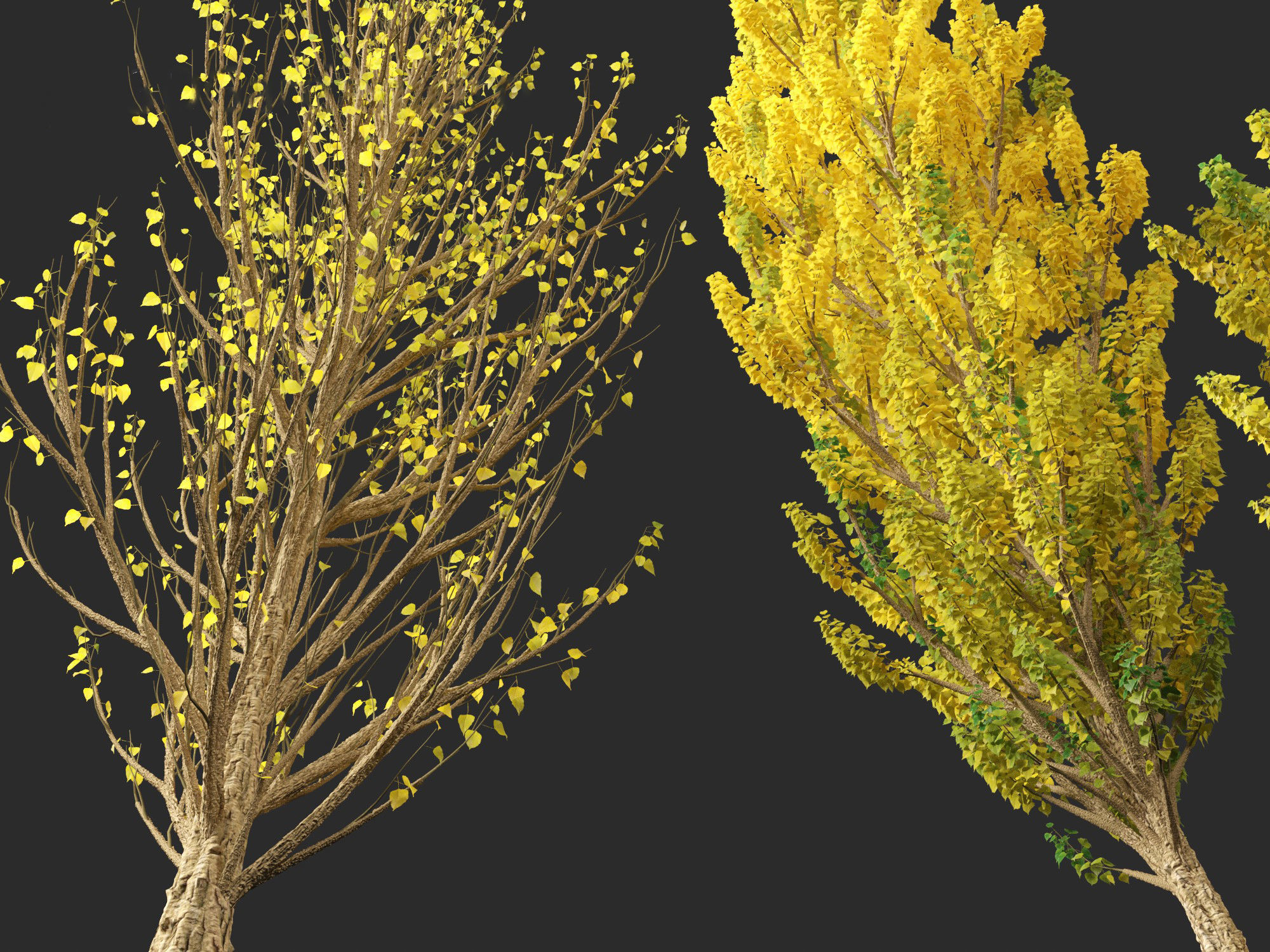 Populus nigra - Lombardy poplar 3D model_7