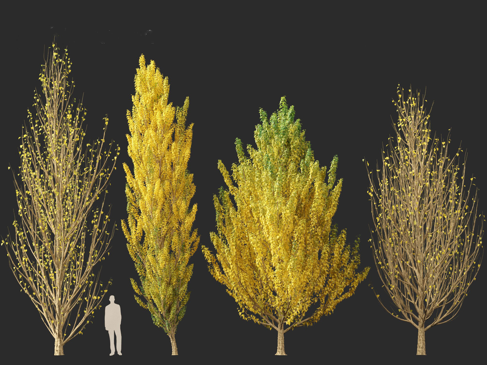 Populus nigra - Lombardy poplar 3D model_5