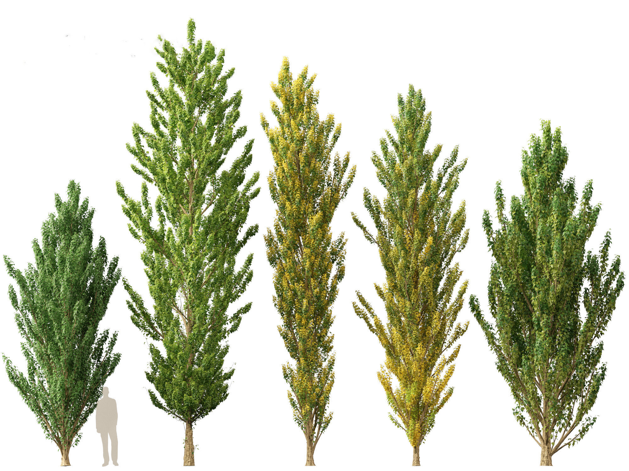 Populus nigra - Lombardy poplar 3D model_2