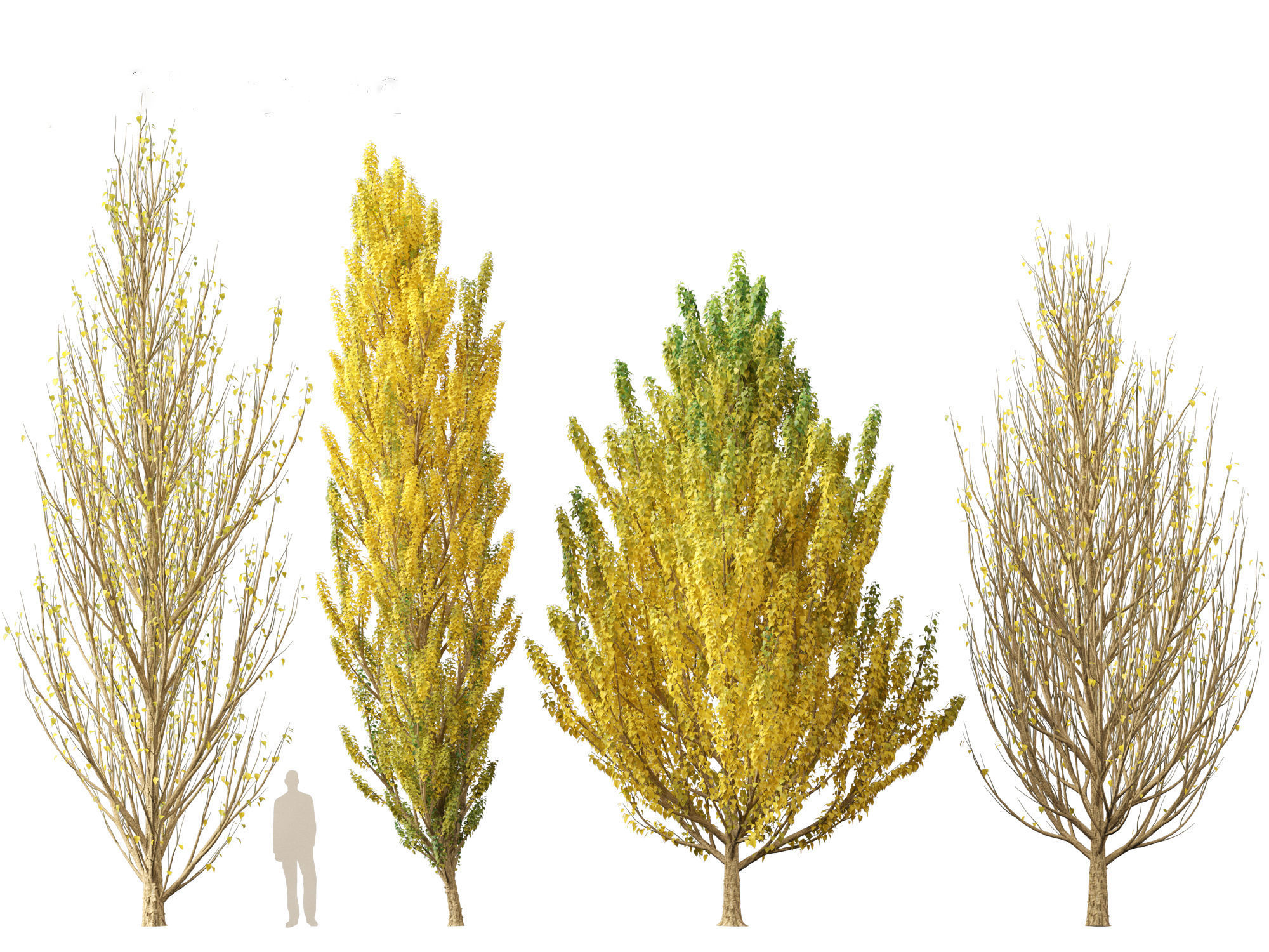 Populus nigra - Lombardy poplar 3D model_4