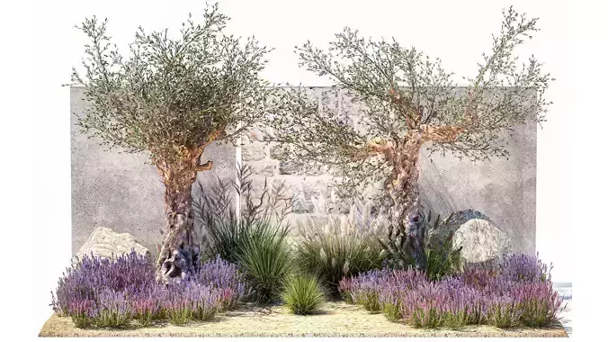 Beautiful garden with old olive feather grass lavender flowers  3D model