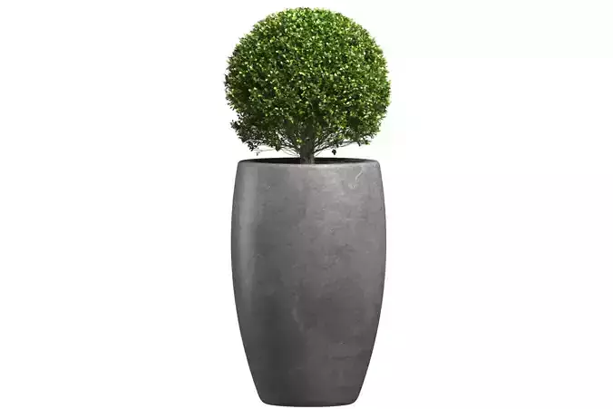 Decorative street bush Boxwood for a porch or a terrace Buxus