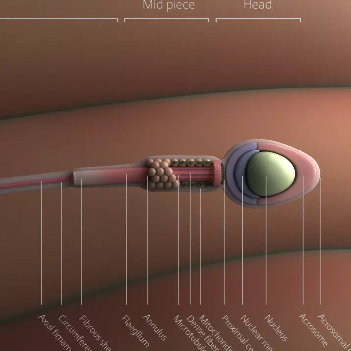 Sperm human 3D model_0