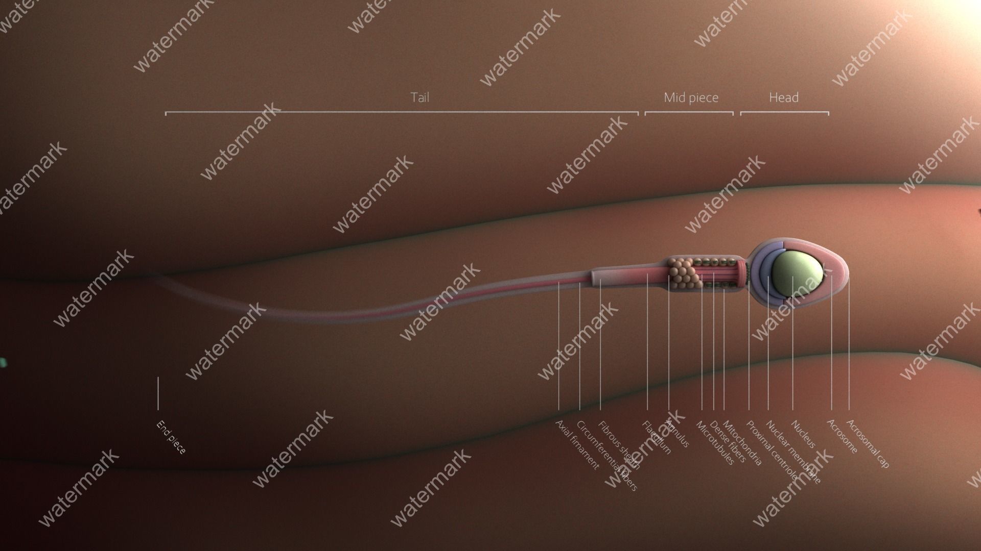 Sperm human 3D model_5