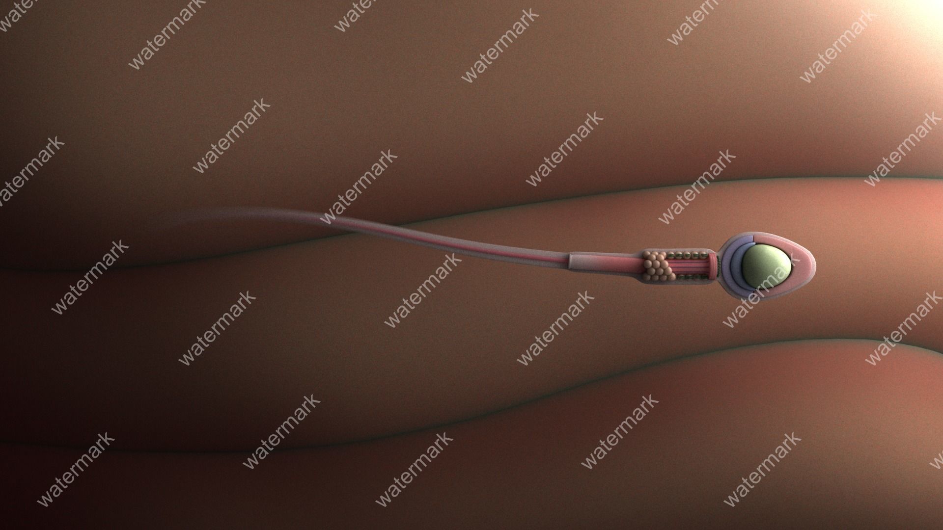 Sperm human 3D model_4