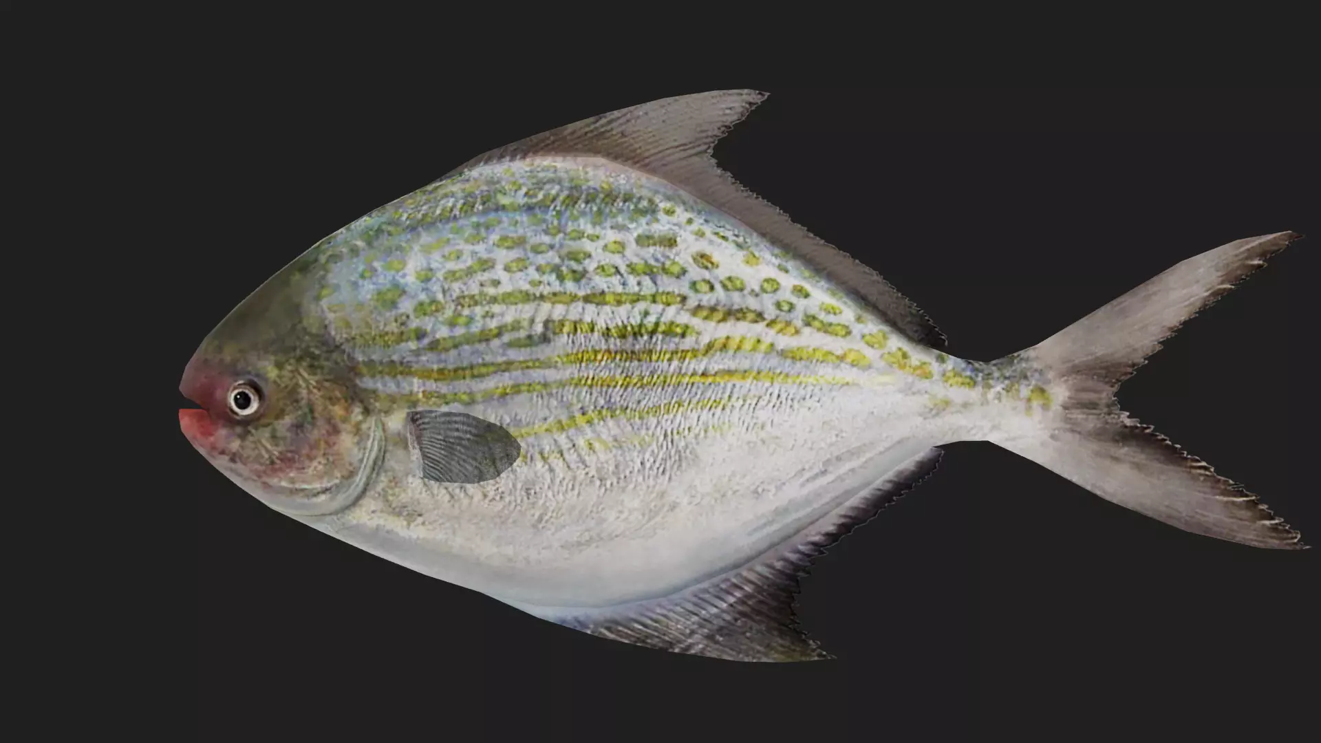 Pomfret Low-poly 3D model_0