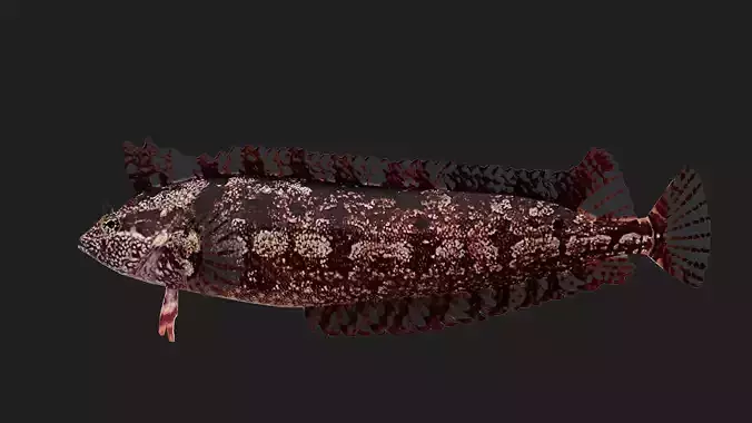 Gunnel Low-poly 3D model