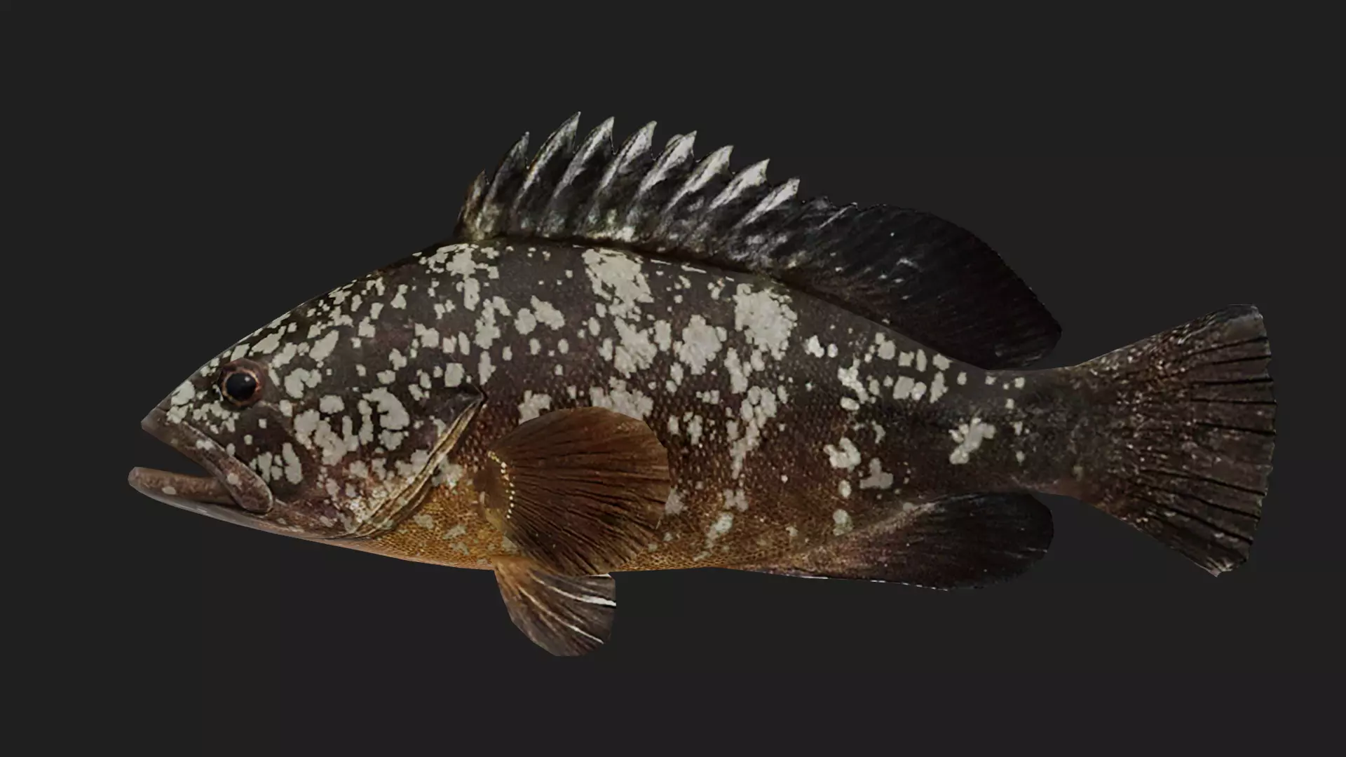 Grouper Low-poly 3D model_0