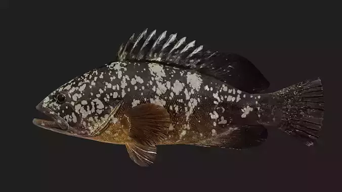 Grouper