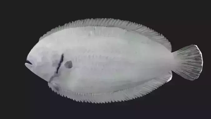 Flatfish