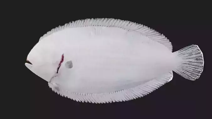 Flatfish