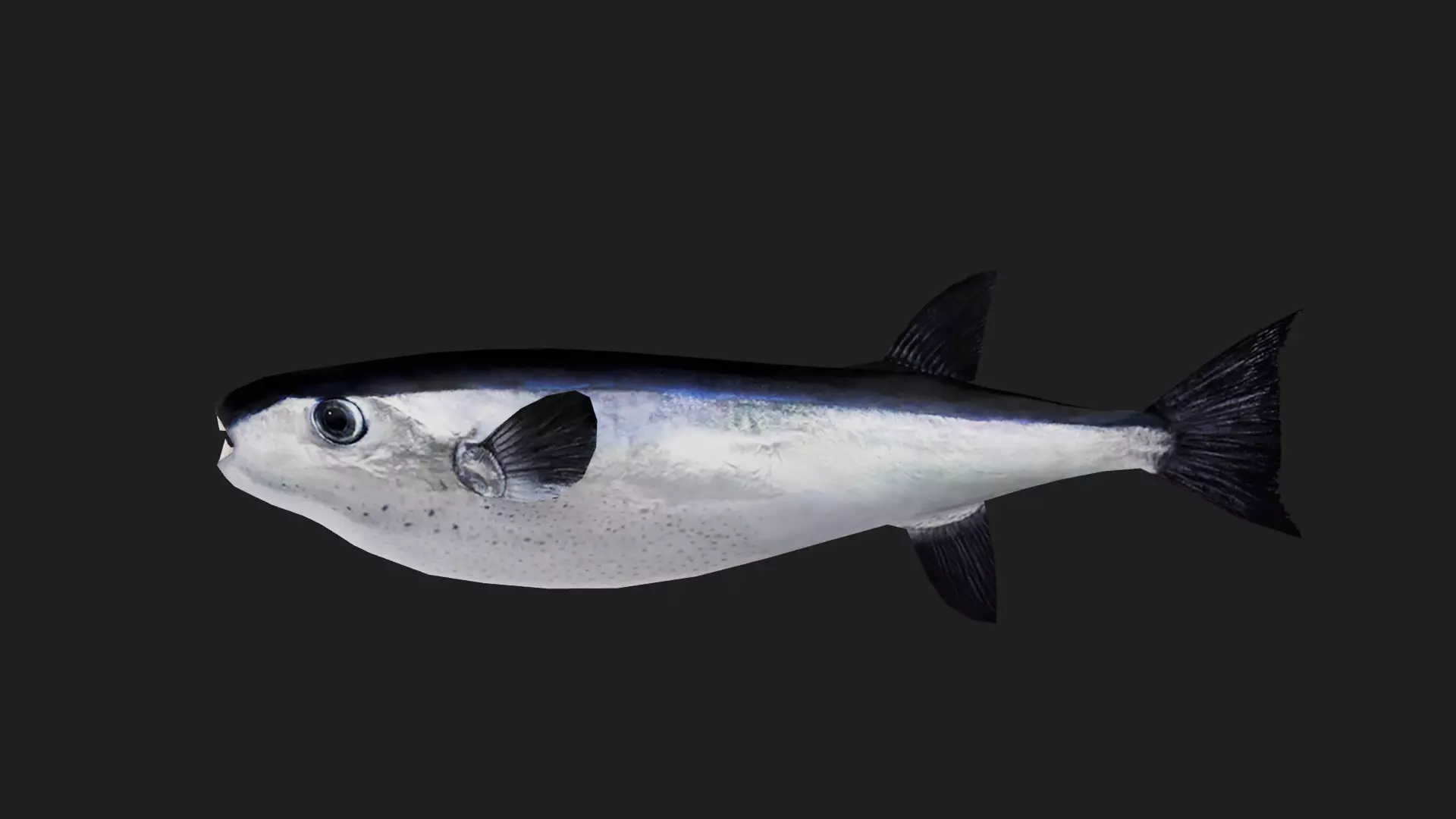 Filefish Low-poly 3D model