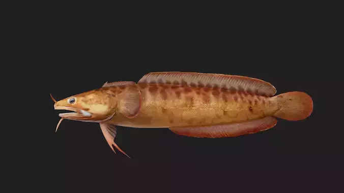 Threebeardedrockling