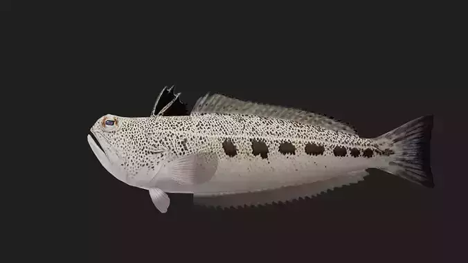 Starryweever Low-poly 3D model