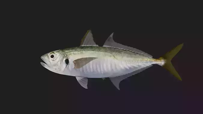 Trevally
