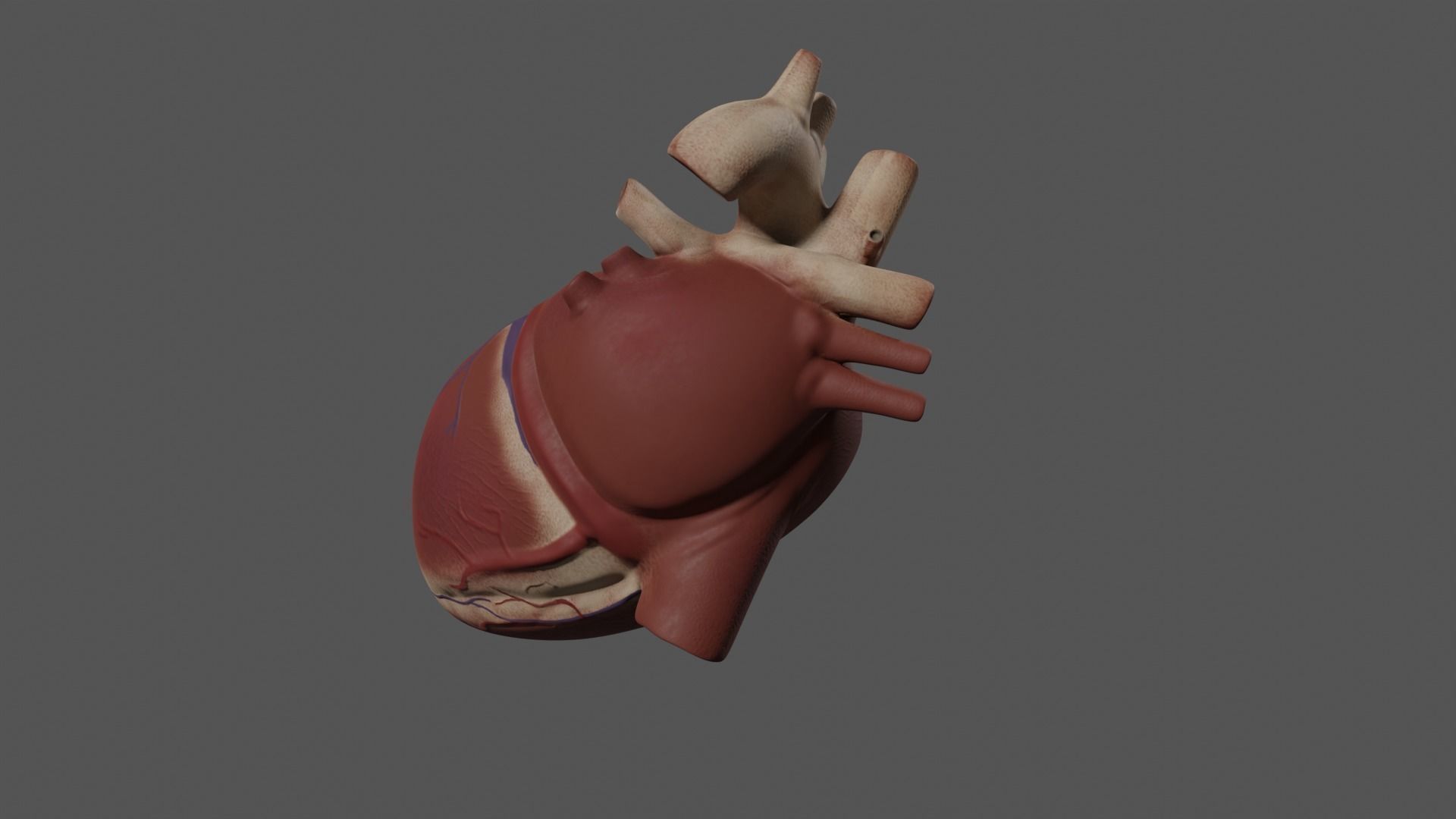 Exposed Heart 3D model_7