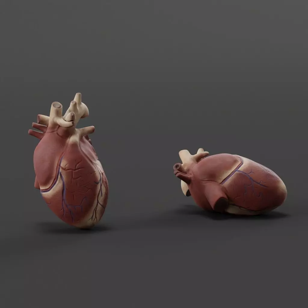 Exposed Heart 3D model_0