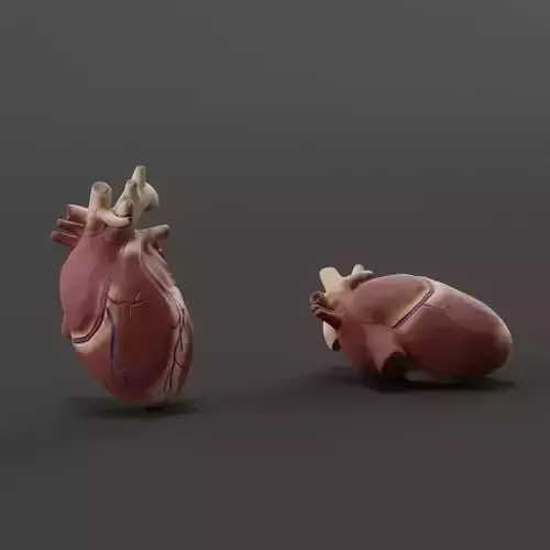 Exposed Heart 3D model