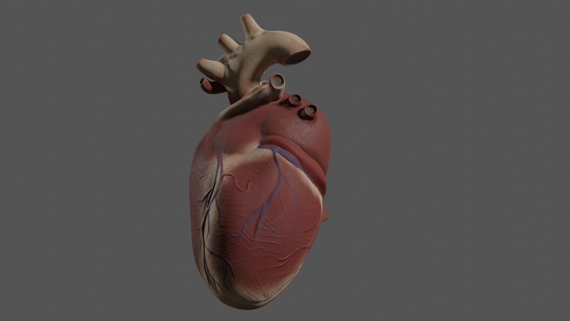 Exposed Heart 3D model_1