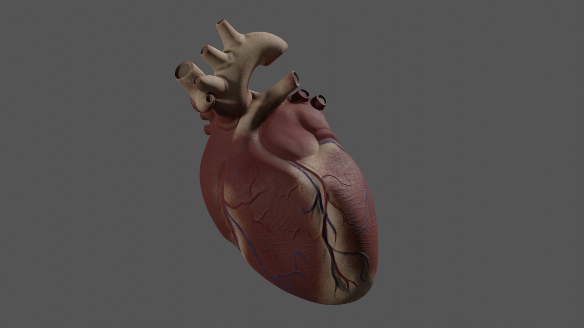 Exposed Heart 3D model_2