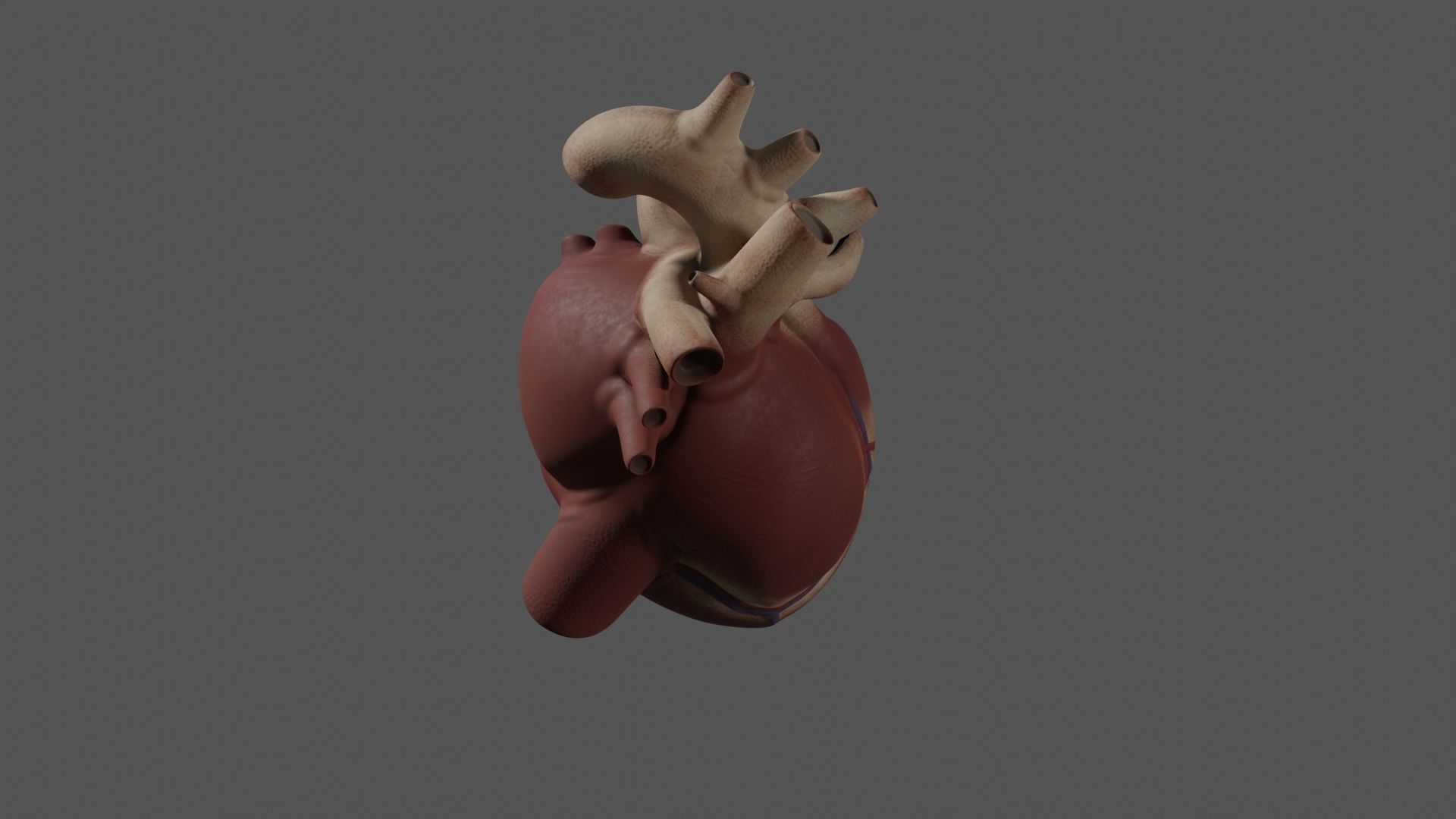 Exposed Heart 3D model_6