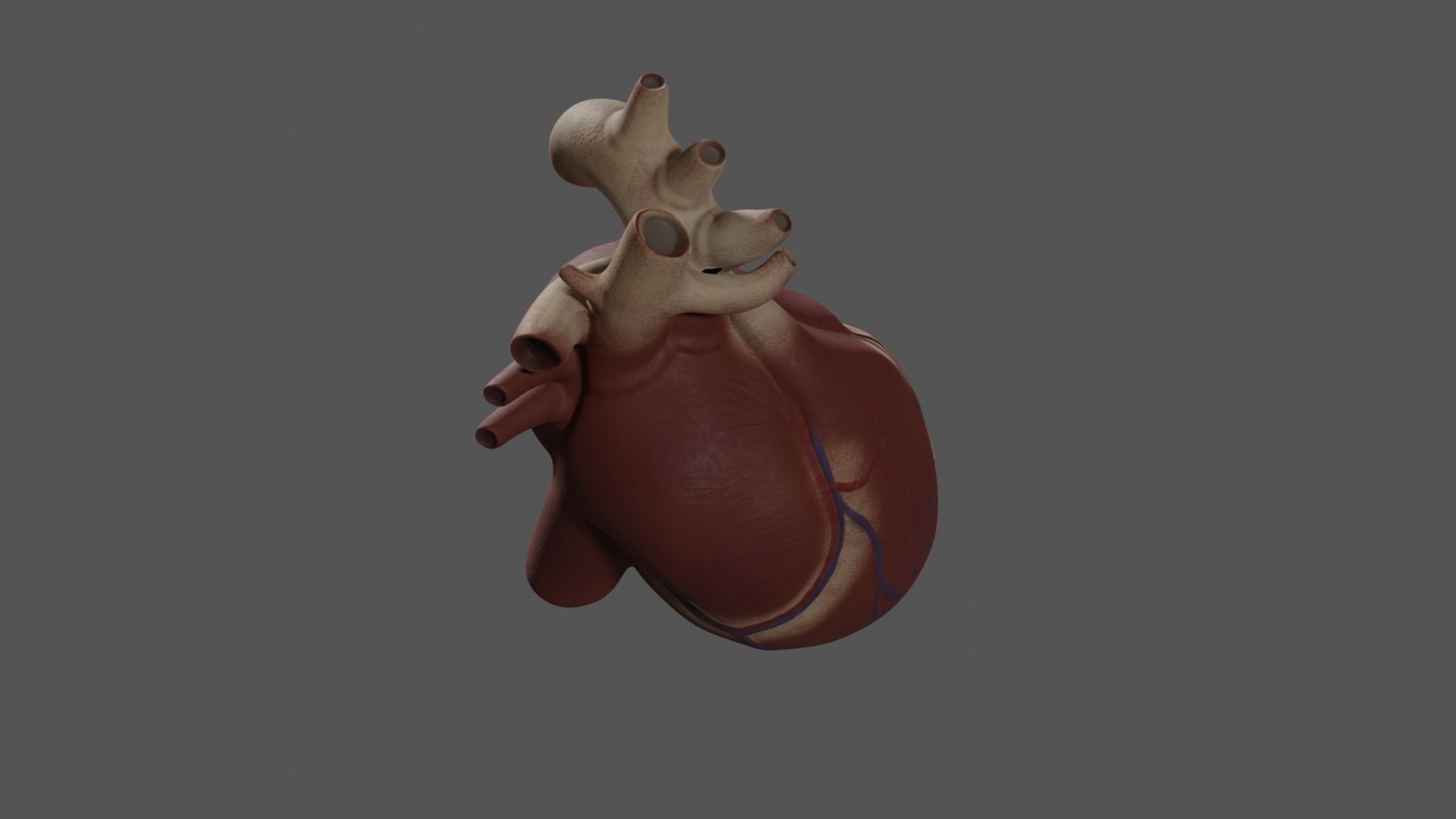 Exposed Heart 3D model_9