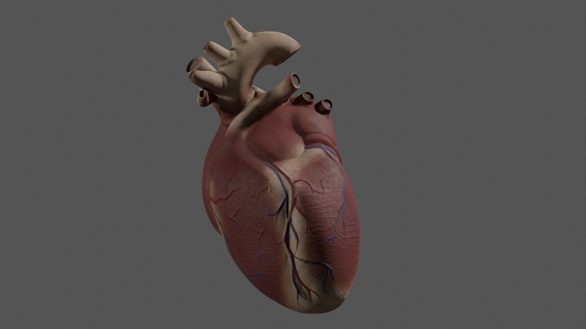 Exposed Heart 3D model_5