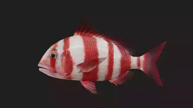 Snapper Low-poly 3D model