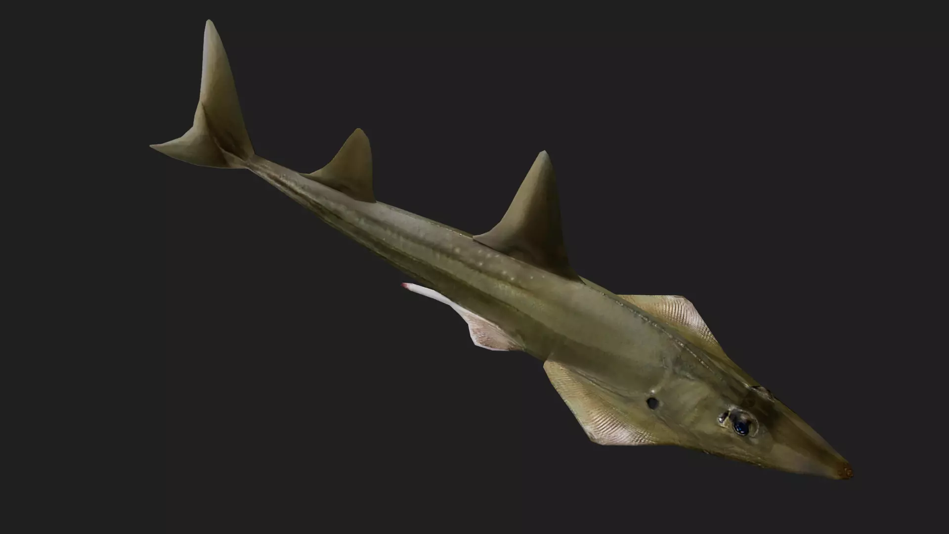 Skate Low-poly 3D model_0