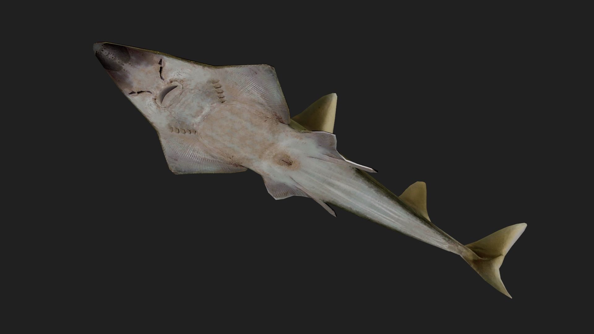 Skate Low-poly 3D model_2