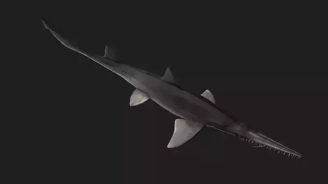 Shark