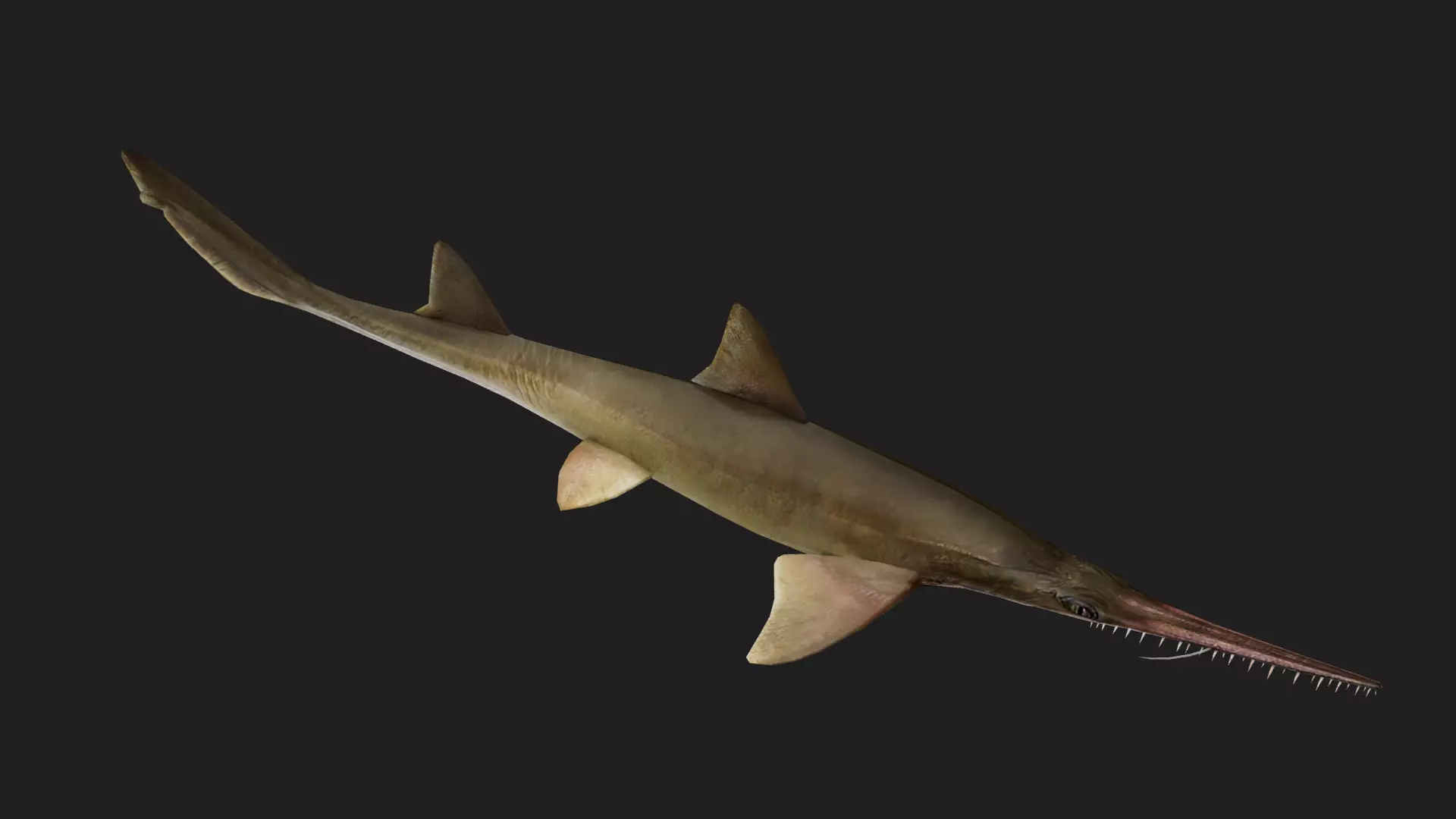 Shark Low-poly 3D model_0