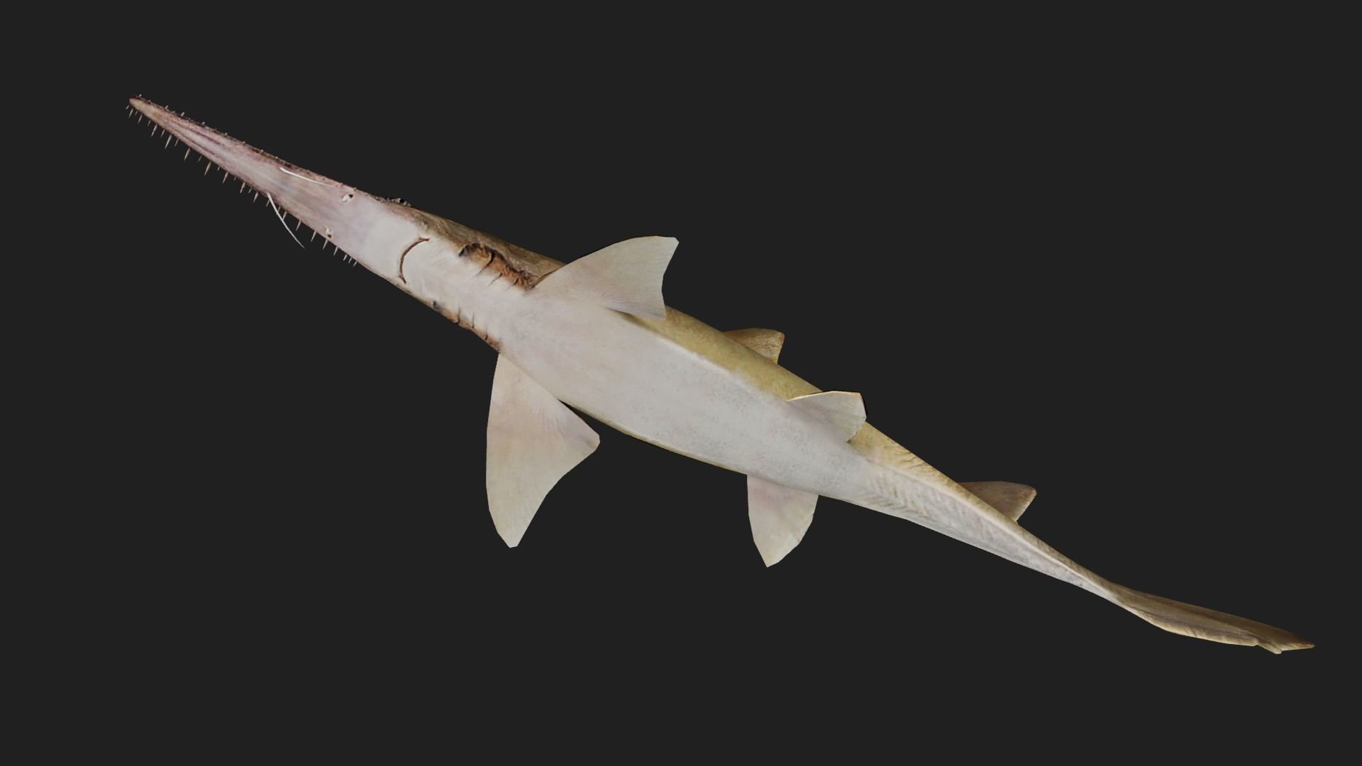 Shark Low-poly 3D model_2