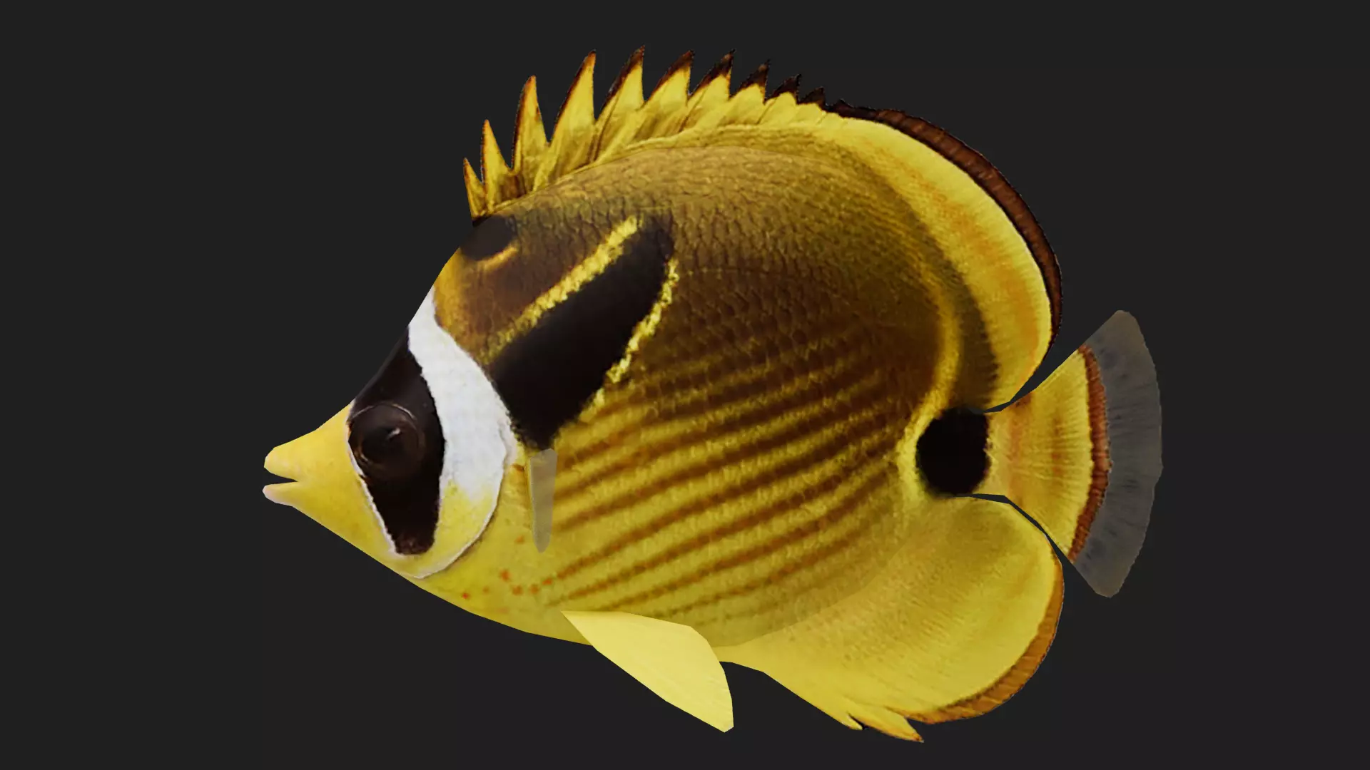 Butterflyfish Low-poly 3D model_0