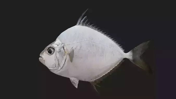 Butterflyfish Low-poly 3D model