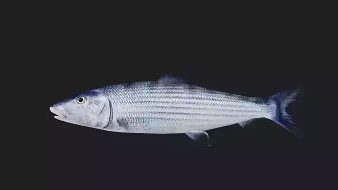 Bonefish Low-poly 3D model