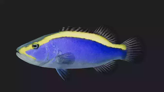 Bass fish Low-poly 3D model
