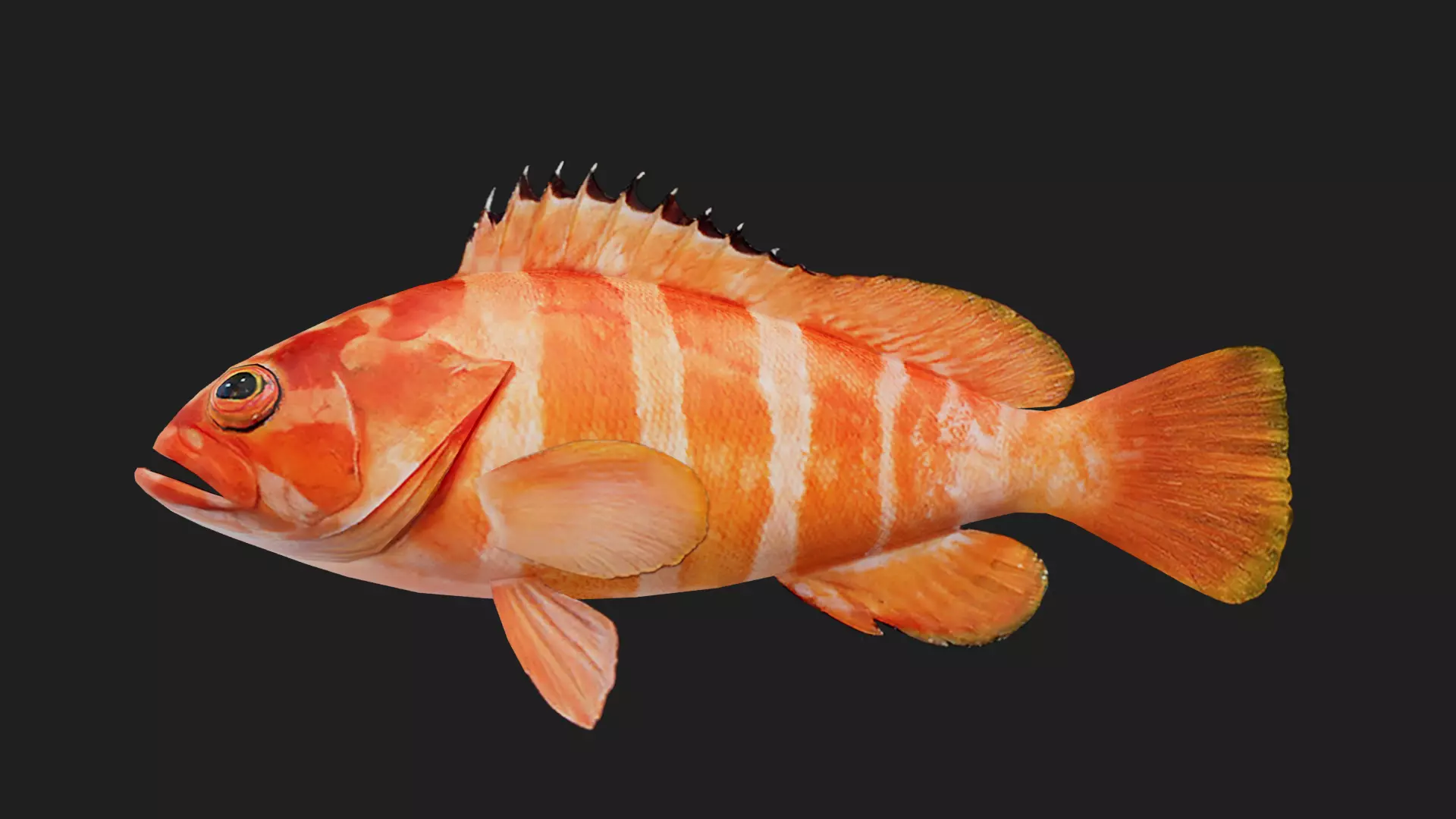 Bass fish Low-poly 3D model