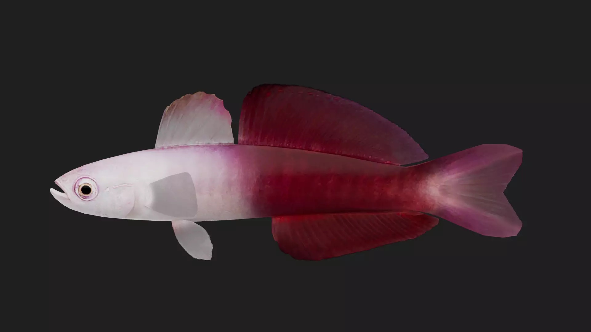 Bass fish Low-poly 3D model_0
