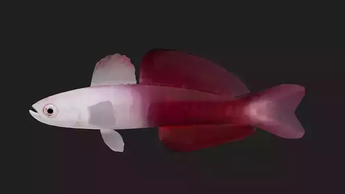 Bass fish Low-poly 3D model Bass fish Low-poly 3D model