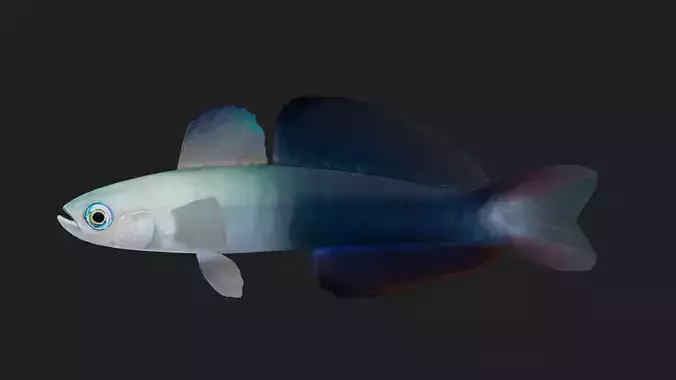 Bass fish Low-poly 3D model